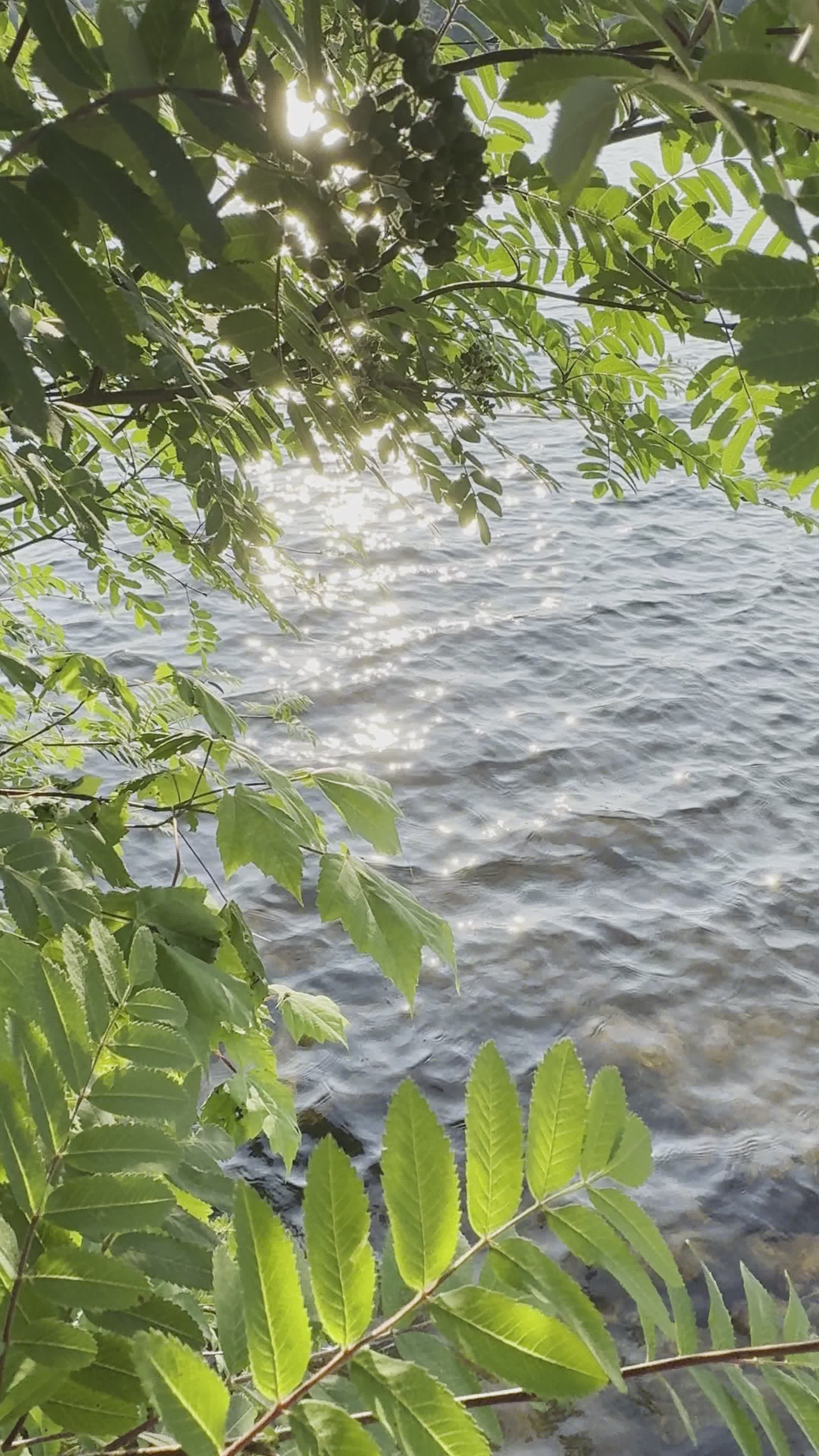 Video by iPhone Snaps 🇨🇦