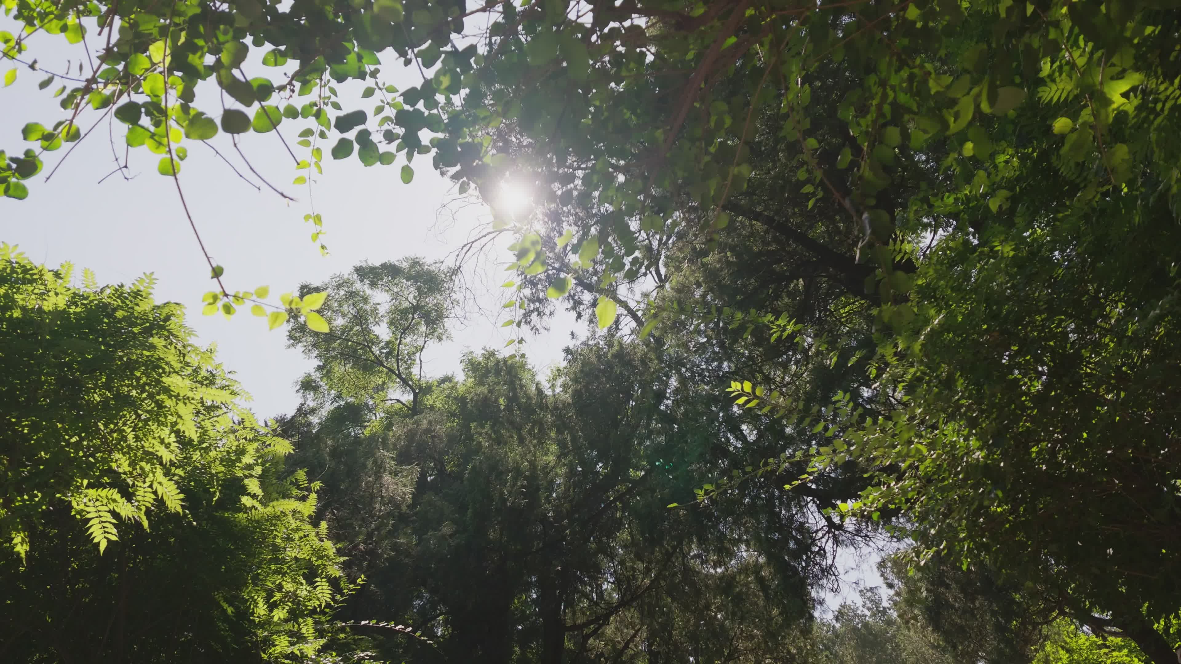 Video by Wen Guang