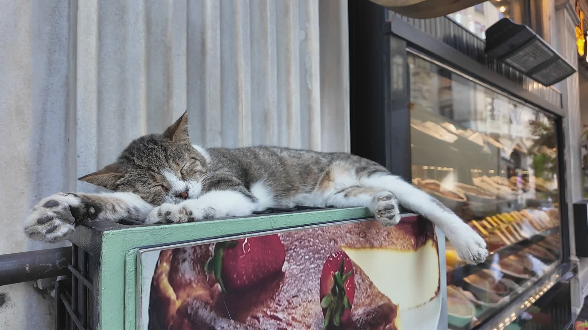 Bakery video