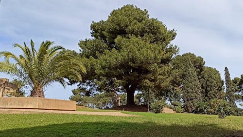 Plants And Trees In A Well Maintained Park