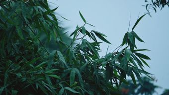 节气白露免费下载视频素材
