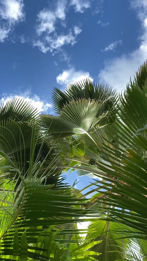 Green Palm Leaves