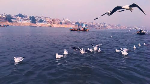 Seabirds Flying Under A Blue Sky