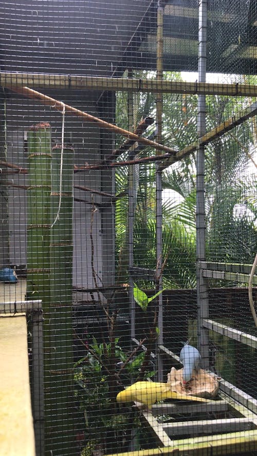 Three Birds With Different Colors Inside A Cage 