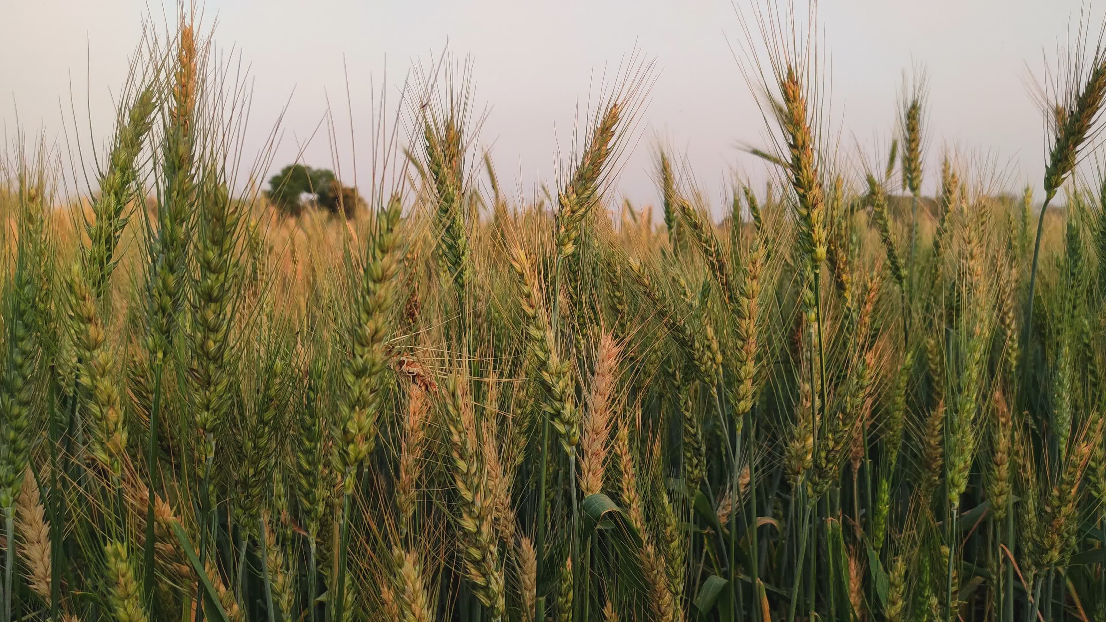 Organic Farming video