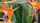 bird of paradise
