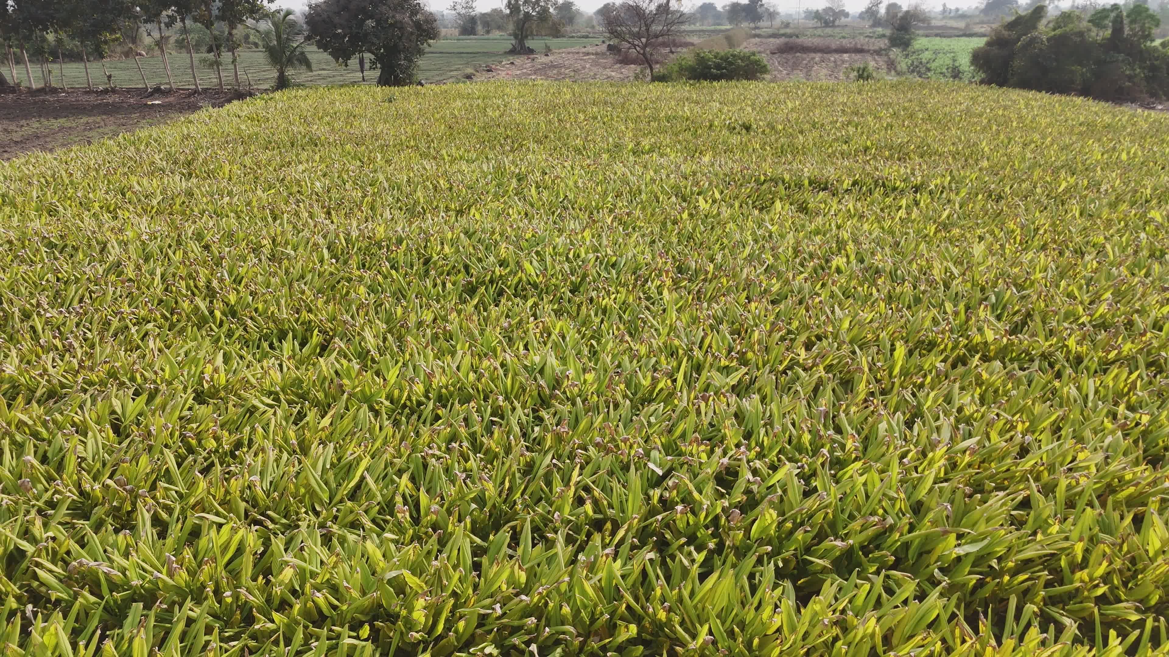 Organic Farming video
