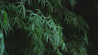 景泰蓝高清视频免费下载免费下载视频素材视频素材