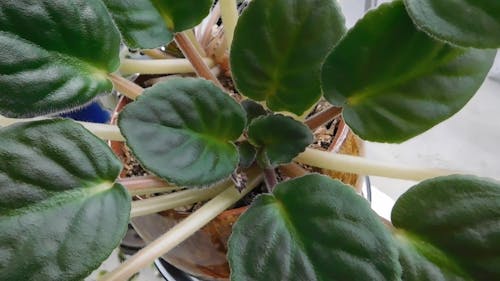 New Leaves Sprouting At The Center Of A Potted Plant