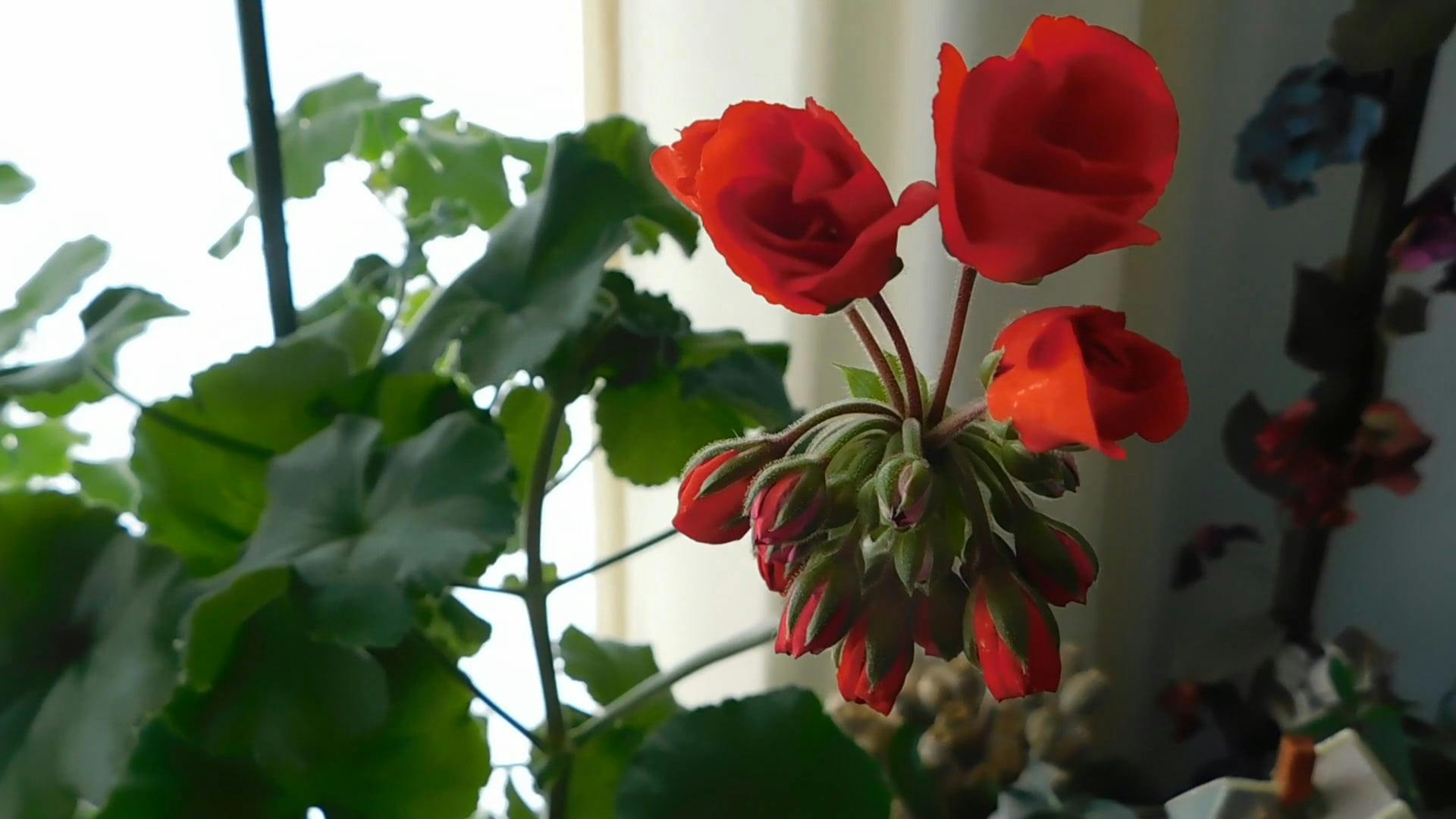 Flower Bearing Indoor Plants In Bloom · Free Stock Video