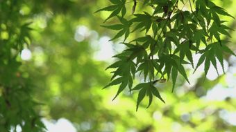 熊出没高清视频视频素材