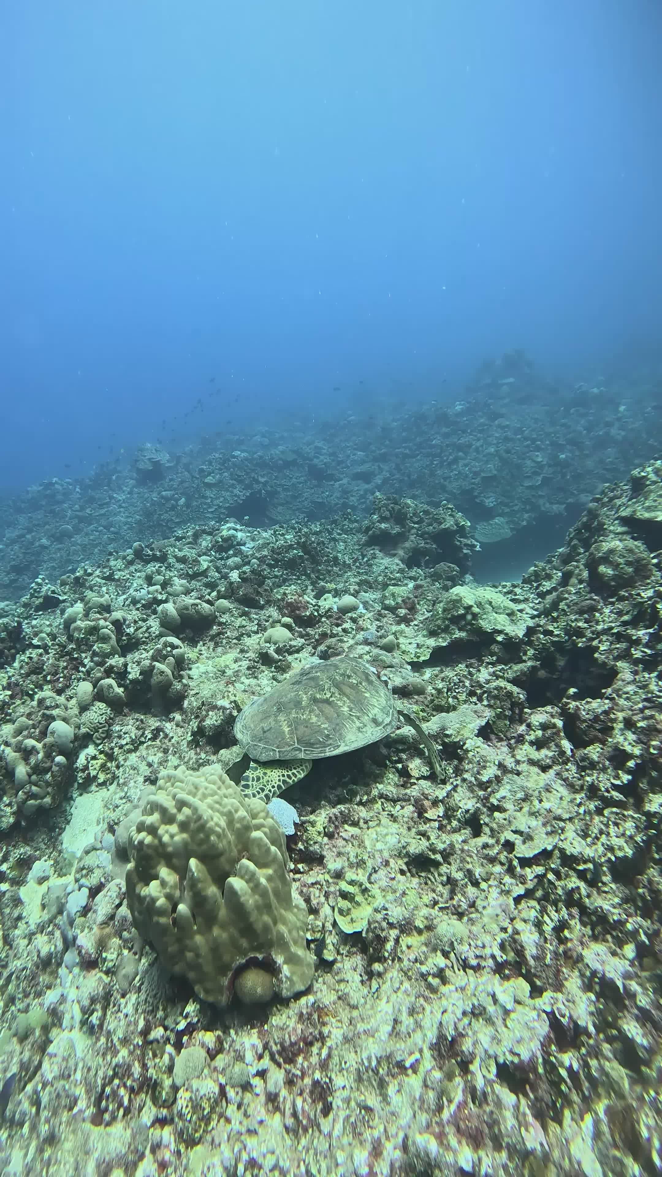 Underwater View of Sea Turtle Amidst Coral Reefs Free Stock Video ...