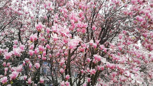 Trees With Blooming Pink Flowers