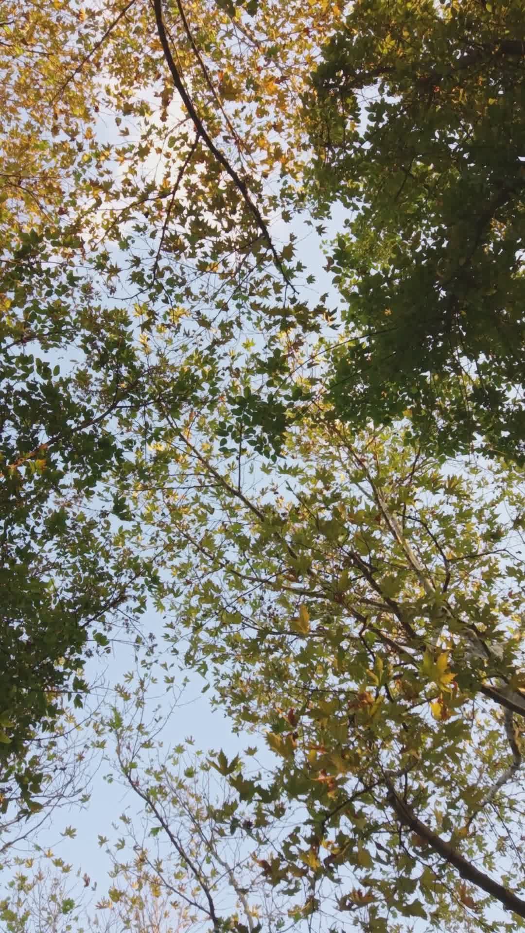 Video by Happy