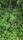 amazon rainforest