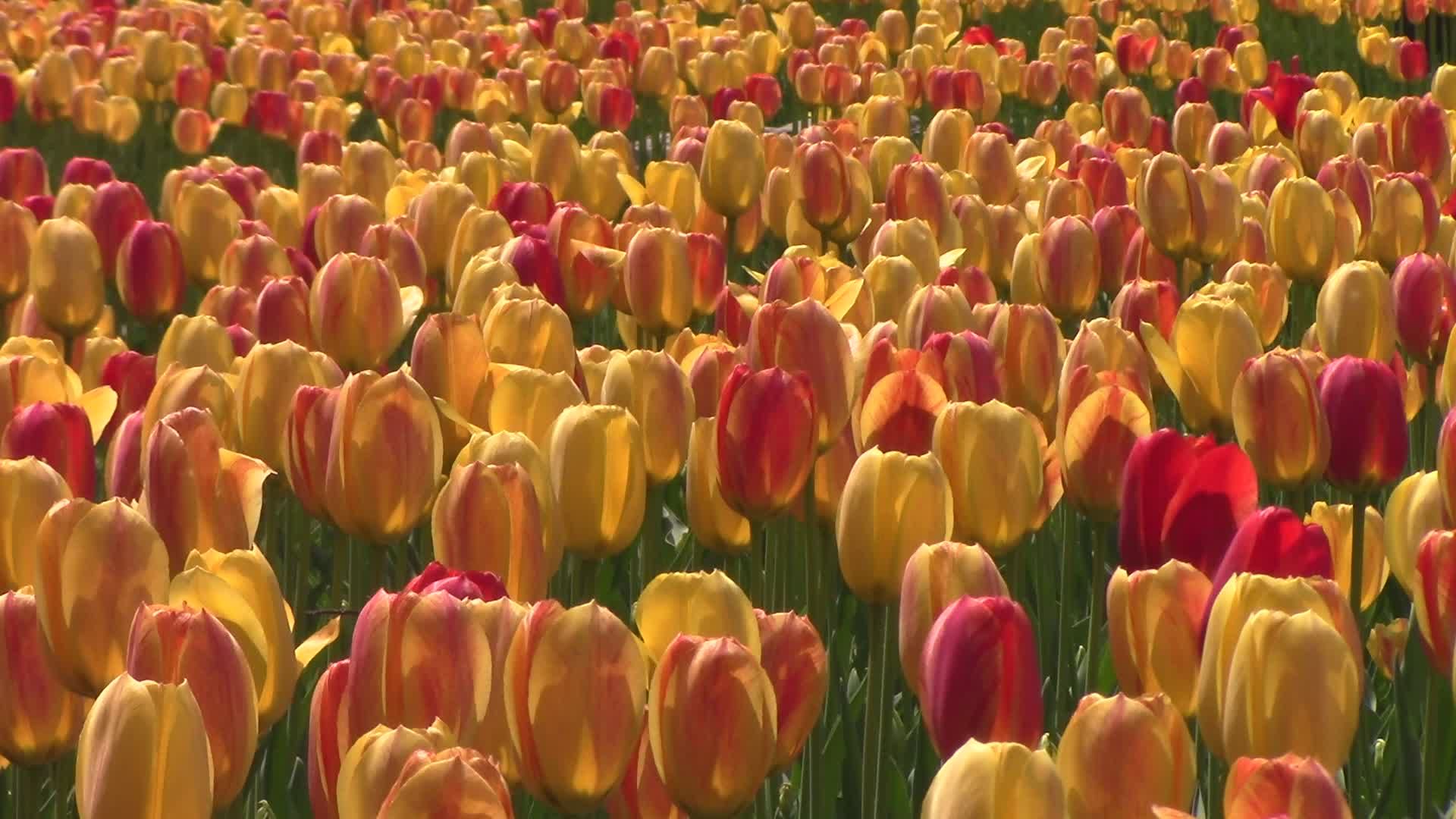 Vibrant Tulip Field in Full Bloom in Spring Free Stock Video Footage ...