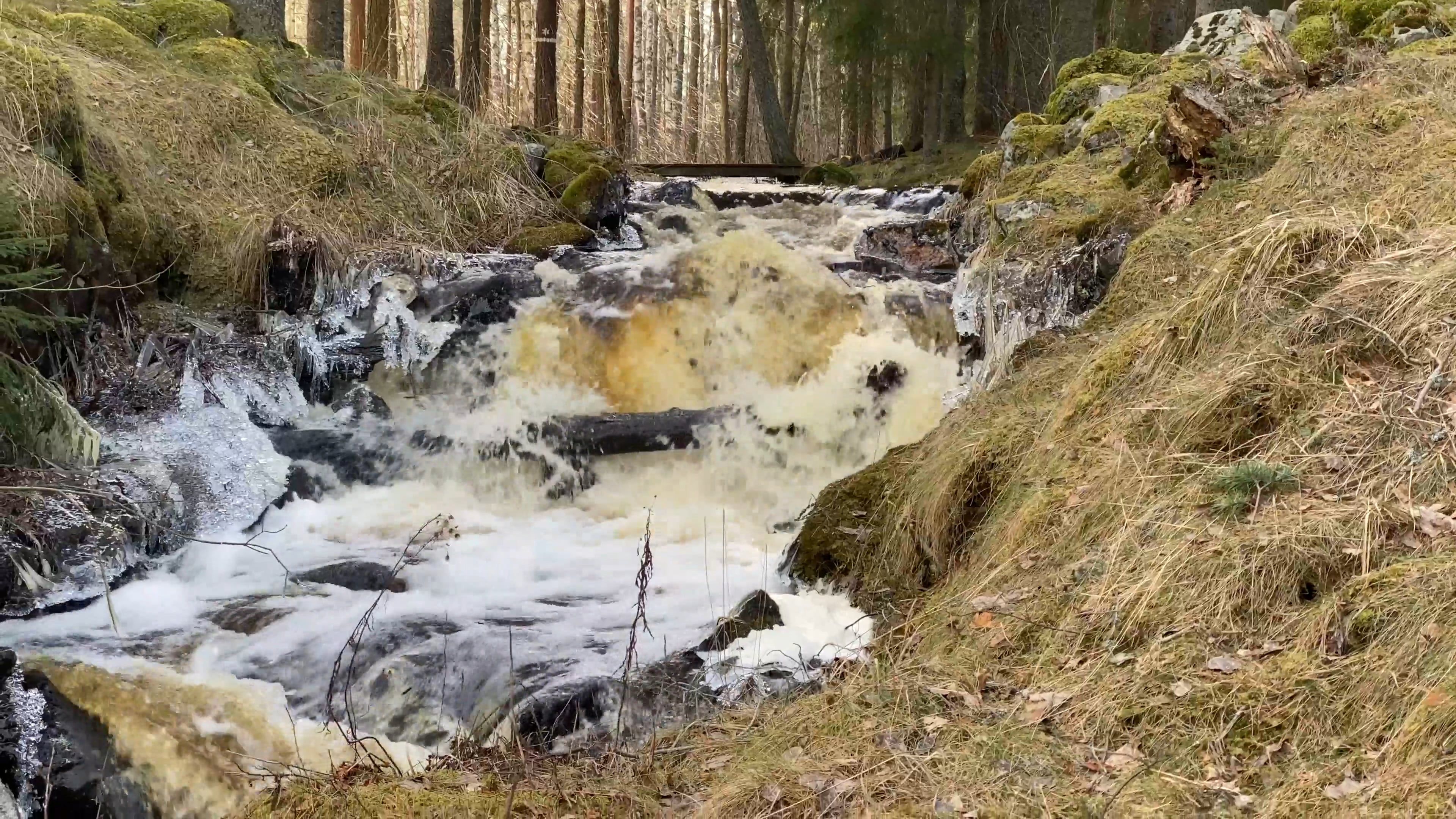 Flowing Spring Flood in a Forest Stream Free Stock Video Footage ...