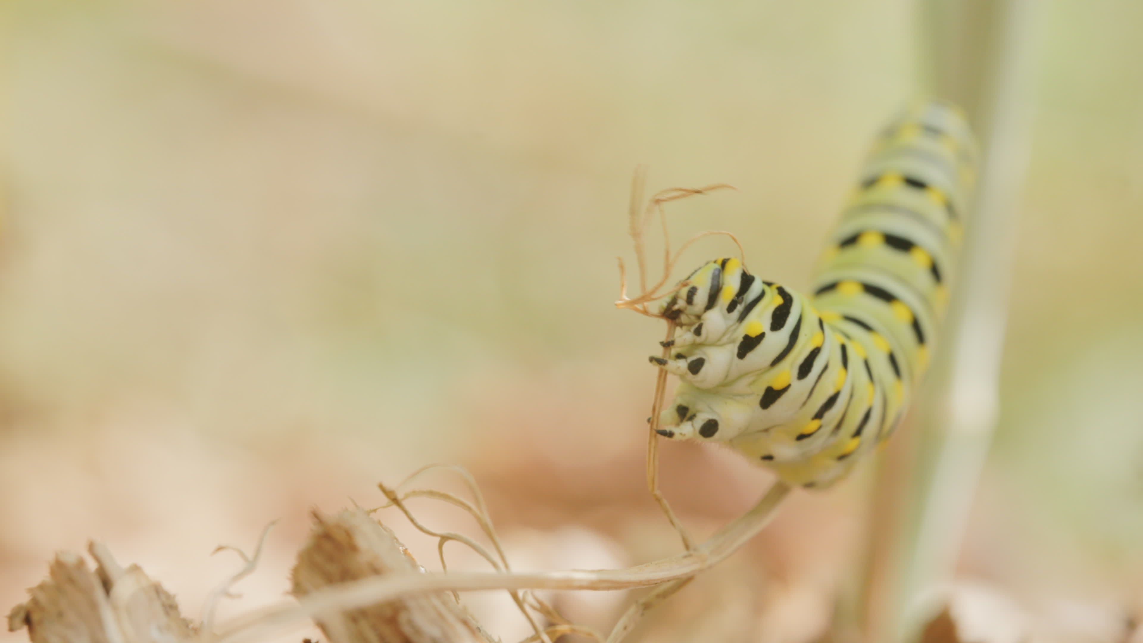 Close-Up of Swallowtail Caterpillar Eating Free Stock Video Footage ...