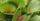 venus flytrap