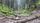 forest nature