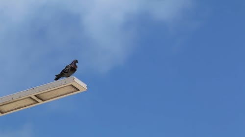 A Pigeon Perched On Top Of A Light Post