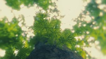 树绿光视频素材