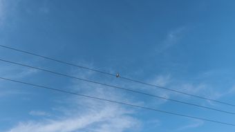 小鸟站在电线上免费下载免费下载视频素材