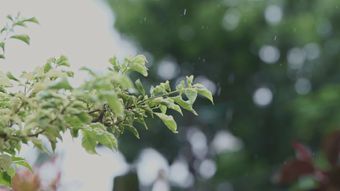 节气白露免费下载视频素材