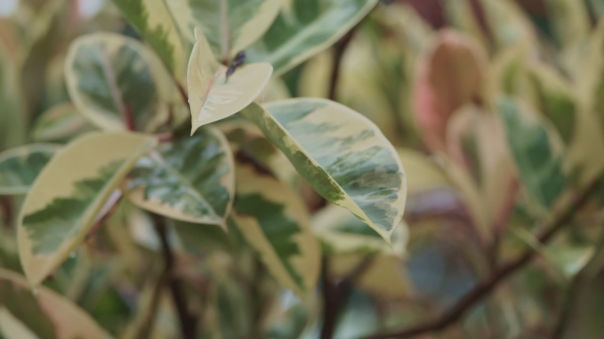Close-up of Leaves on a Rainy Day Free Stock Video Footage, Royalty ...