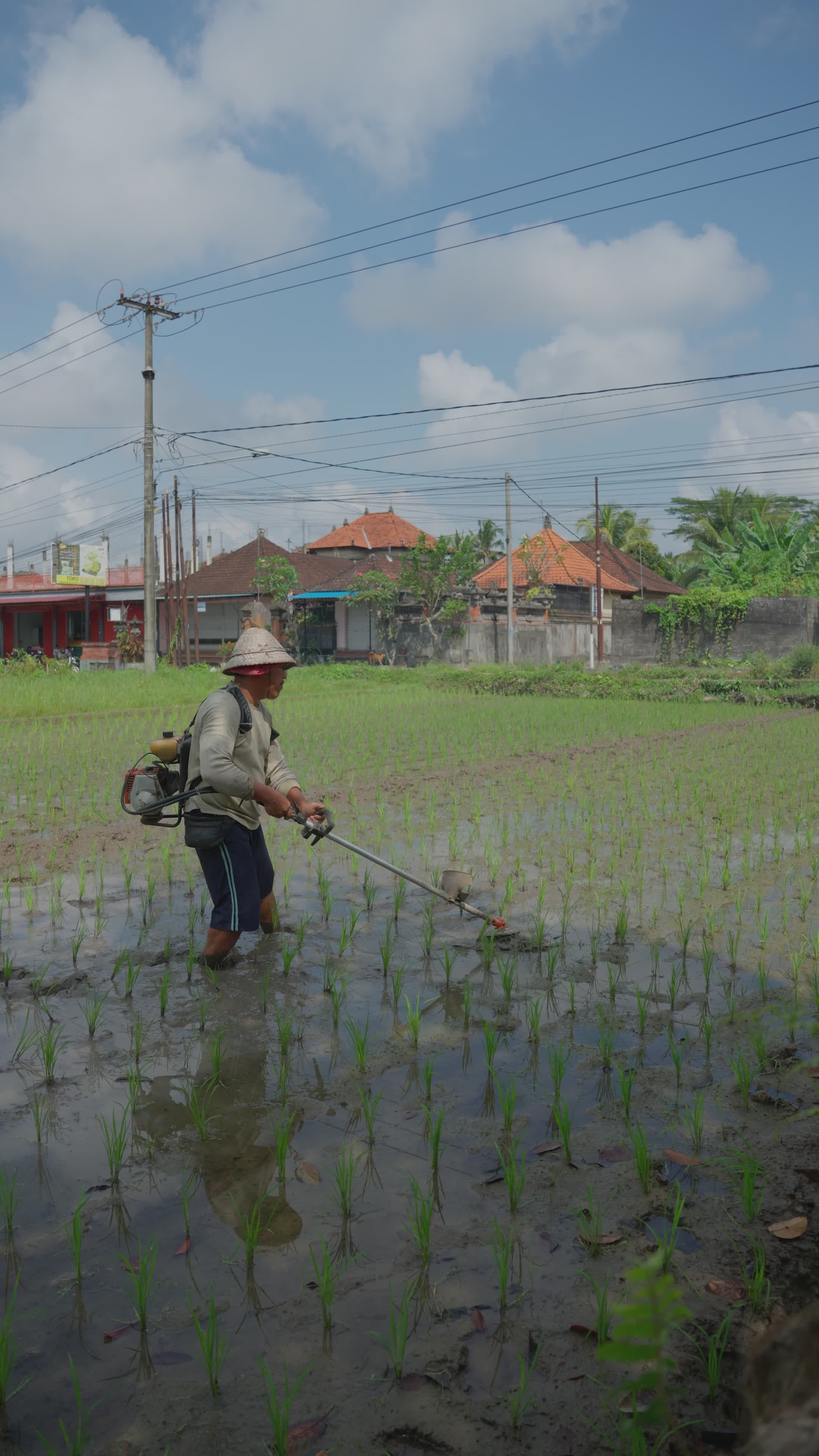 Farmer Tending Rice Field Under Blue Sky Free Stock Video Footage ...
