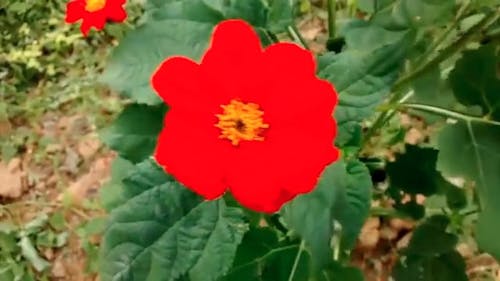 Close Up Shot of  Red Flowers