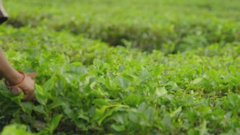 茶农采茶视频素材视频素材高清视频高清视频视频素材