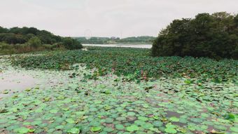 富华里商圈视频素材高清视频免费下载视频素材