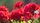 red flowers