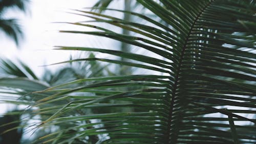 A Close-Up Video of a Green Plant