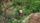giant panda