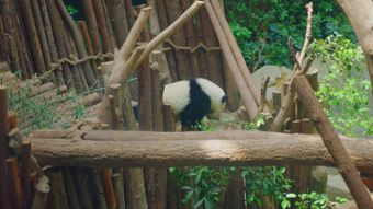 熊猫视频素材高清视频视频素材