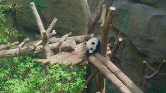 熊猫视频素材免费下载视频素材