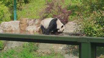 熊猫视频素材免费下载视频素材