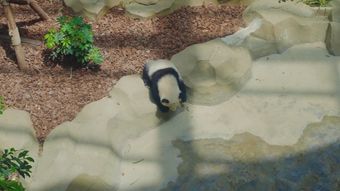 熊猫视频素材免费下载视频素材