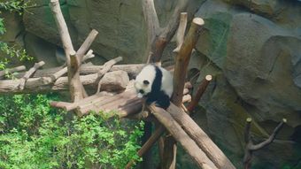 熊猫高清视频视频素材