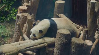熊猫视频素材免费下载视频素材