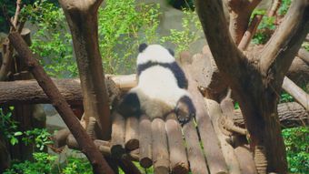 熊猫高清视频视频素材