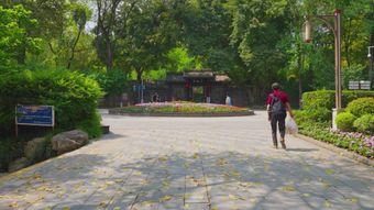 景区出入口高清视频视频素材