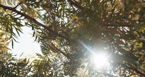 Low Angle Footage of Leaves on a Tree