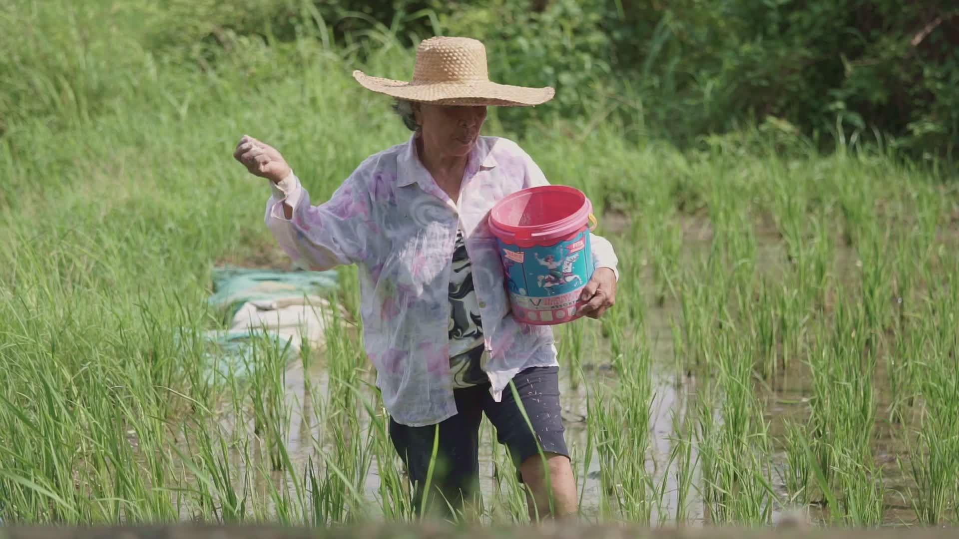 Farmer Spreading Seeds in Lush Green Rice Paddy Free Stock Video ...