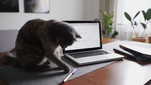 Cat Sitting Beside a Laptop