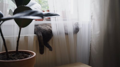 Cat Lying on a Window