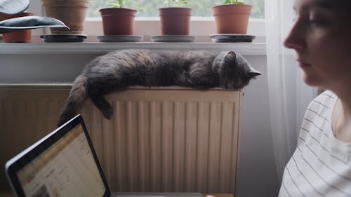 Woman Working With Laptop Beside Her Cat