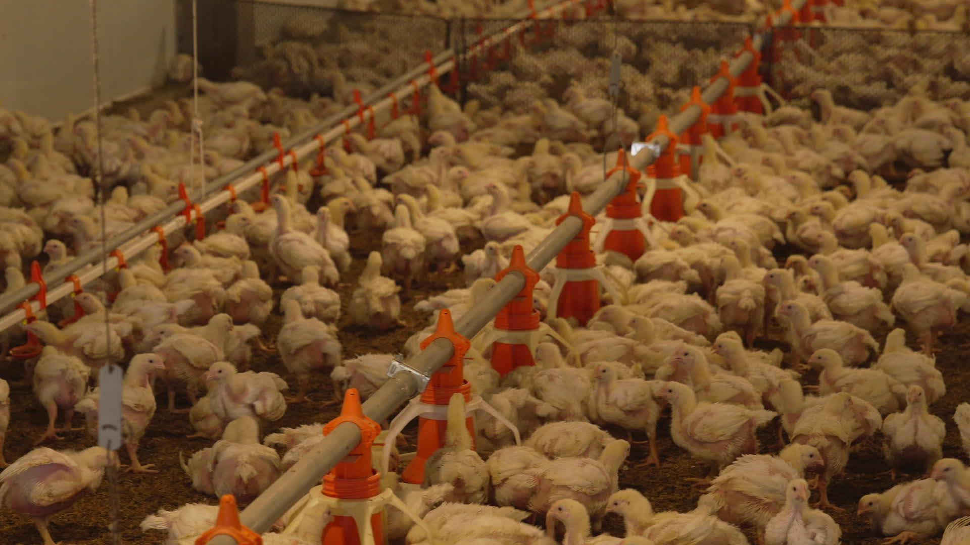 Poultry Farm video